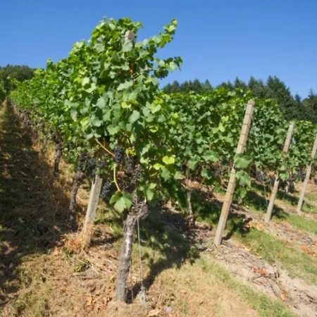 Baßler Apartment Kappelrodeck